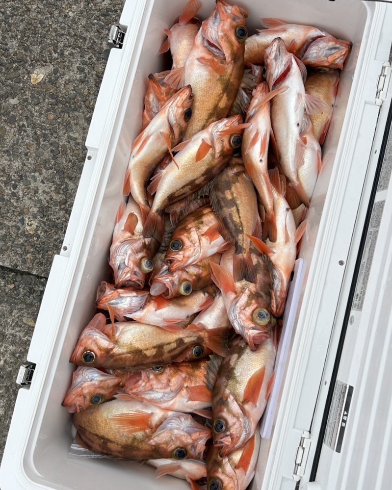ハチメ釣り