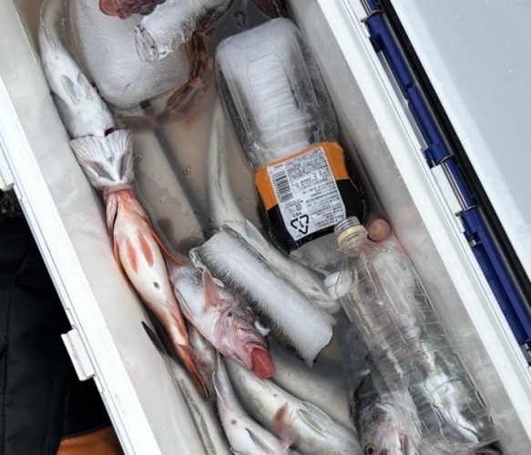 ハチメ釣り