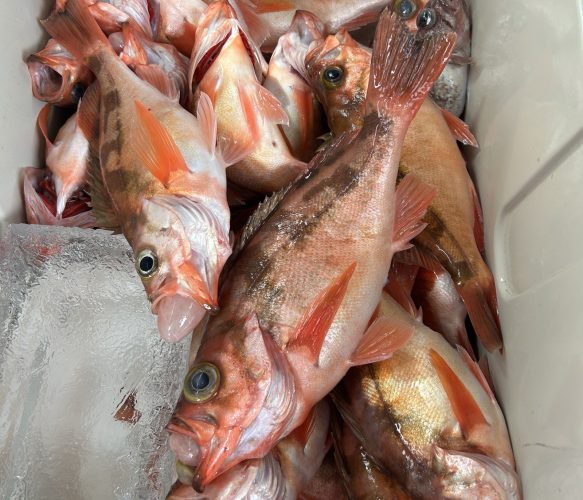 ハチメ釣り