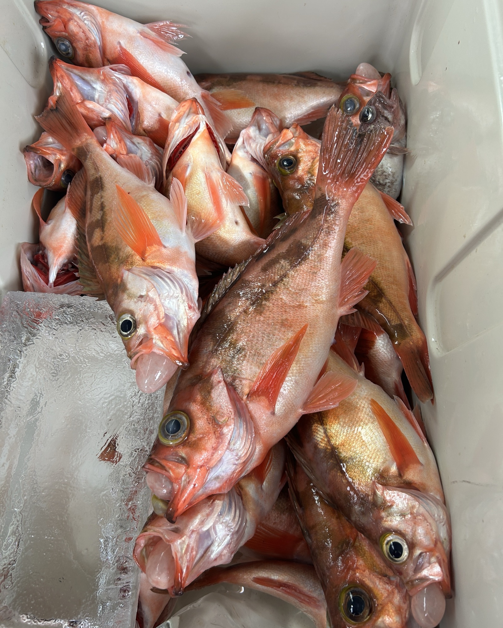ハチメ釣り