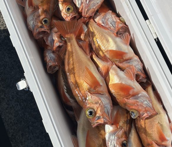 ハチメ釣り