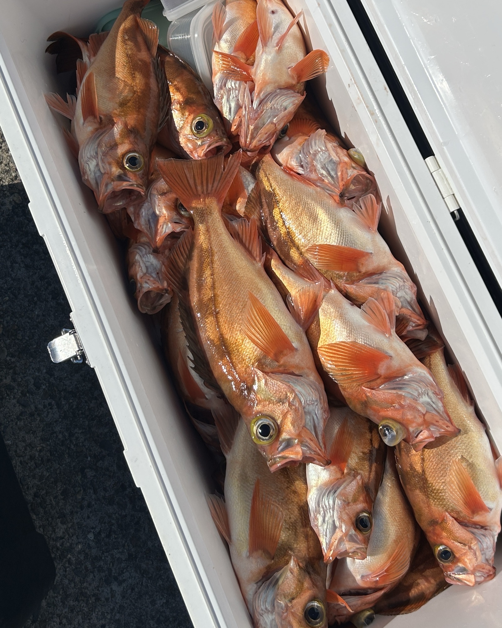 ハチメ釣り