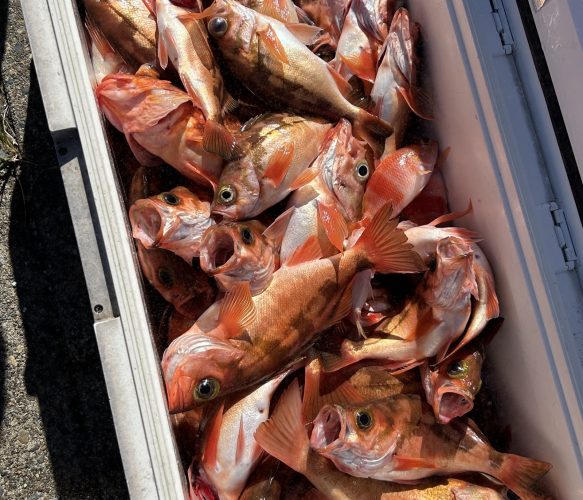 ハチメ釣り