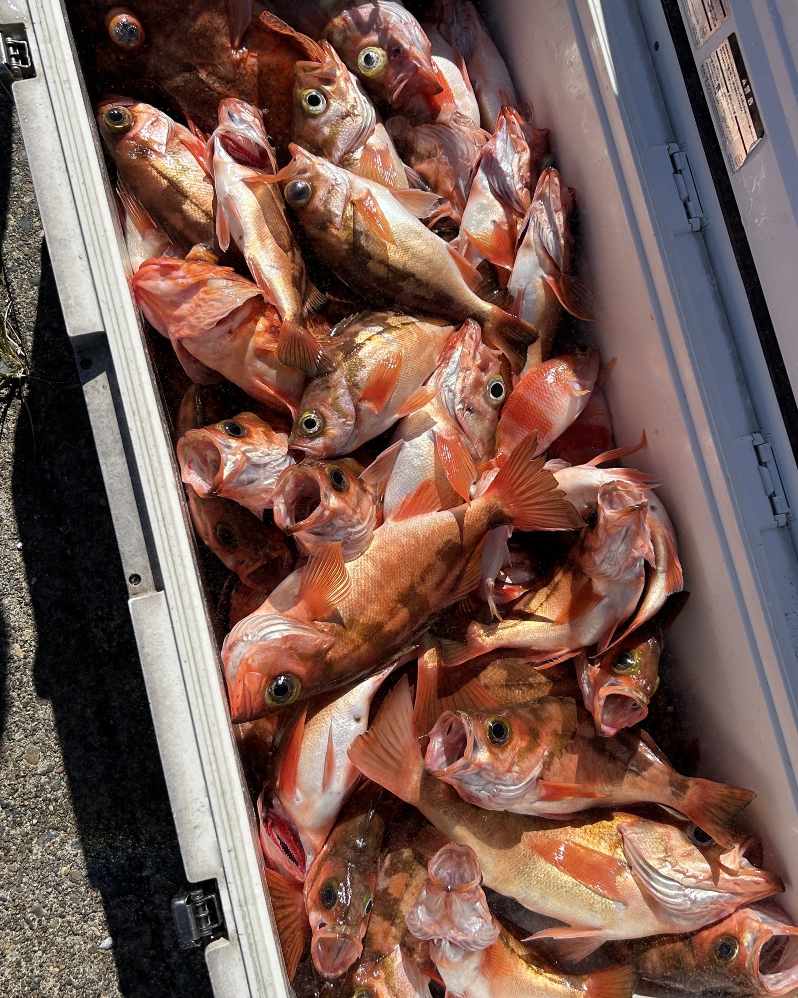 ハチメ釣り